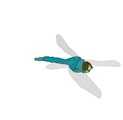 motion study: dragonfly